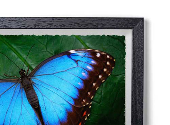 Black - Box  Classic Wood Frame